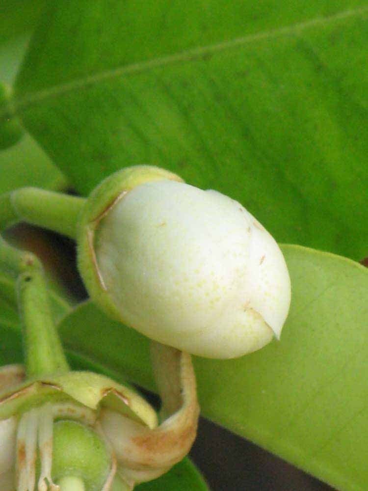              Flower (Riverside, CA)       